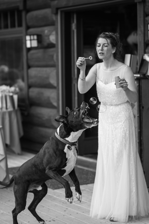 funny dog wedding photo